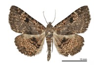 藏品(海狄裳蛾)的圖片